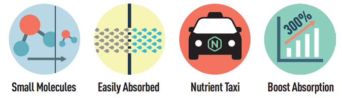Regulatpro Nutrient Taxi short
